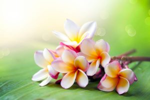 Aix-en-detente-massage-hawaien-lomi-Frangipani Tropical Spa